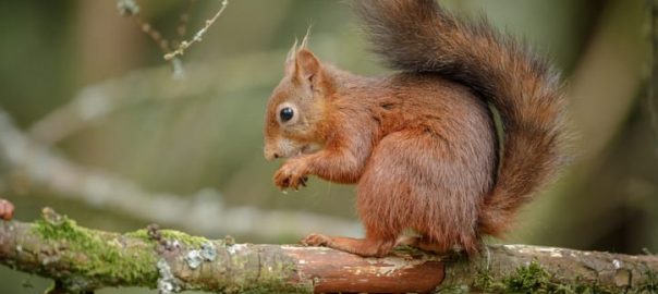 why grey and black squirrels dominate red squirrels