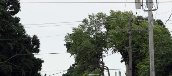 Why Squirrels Pose Threat to Electric Grid