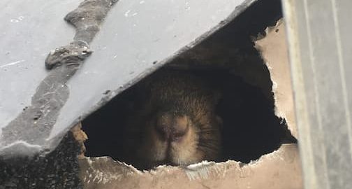 5 Humane Ways To Keep Animals Out of Your Attic - Critter Ridder Texas