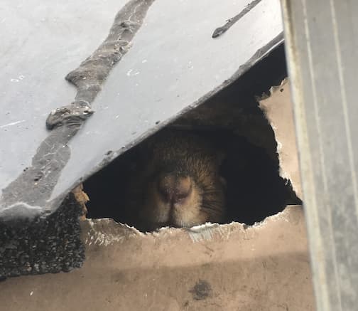 Noises in the Attic Early Morning – Squirrels 