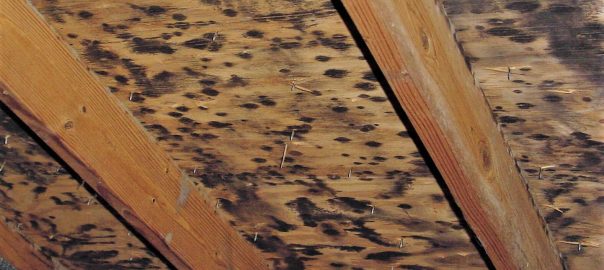 Common Causes of Mold in the Attic