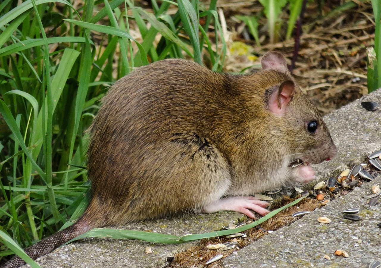 How to Keep Rats Out of Attic Wildlifeshield.ca
