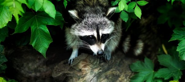 Dangers Of Feeding Raccoons