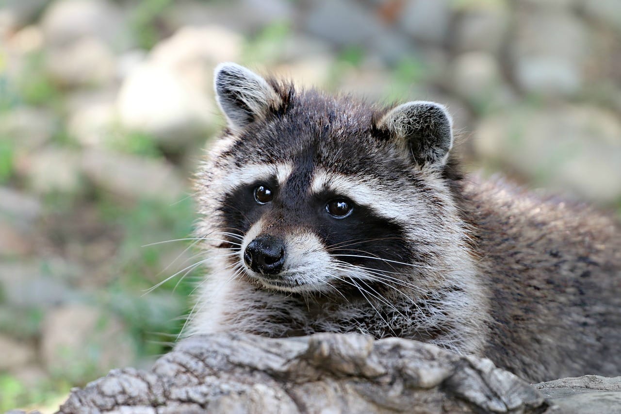 How To Raccoon Proof Your Garbage Wildlifeshield.ca