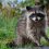 Raccoons – Where Do They Live In Cities