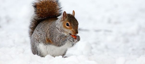 What Damage Can Squirrels Cause to Your Property