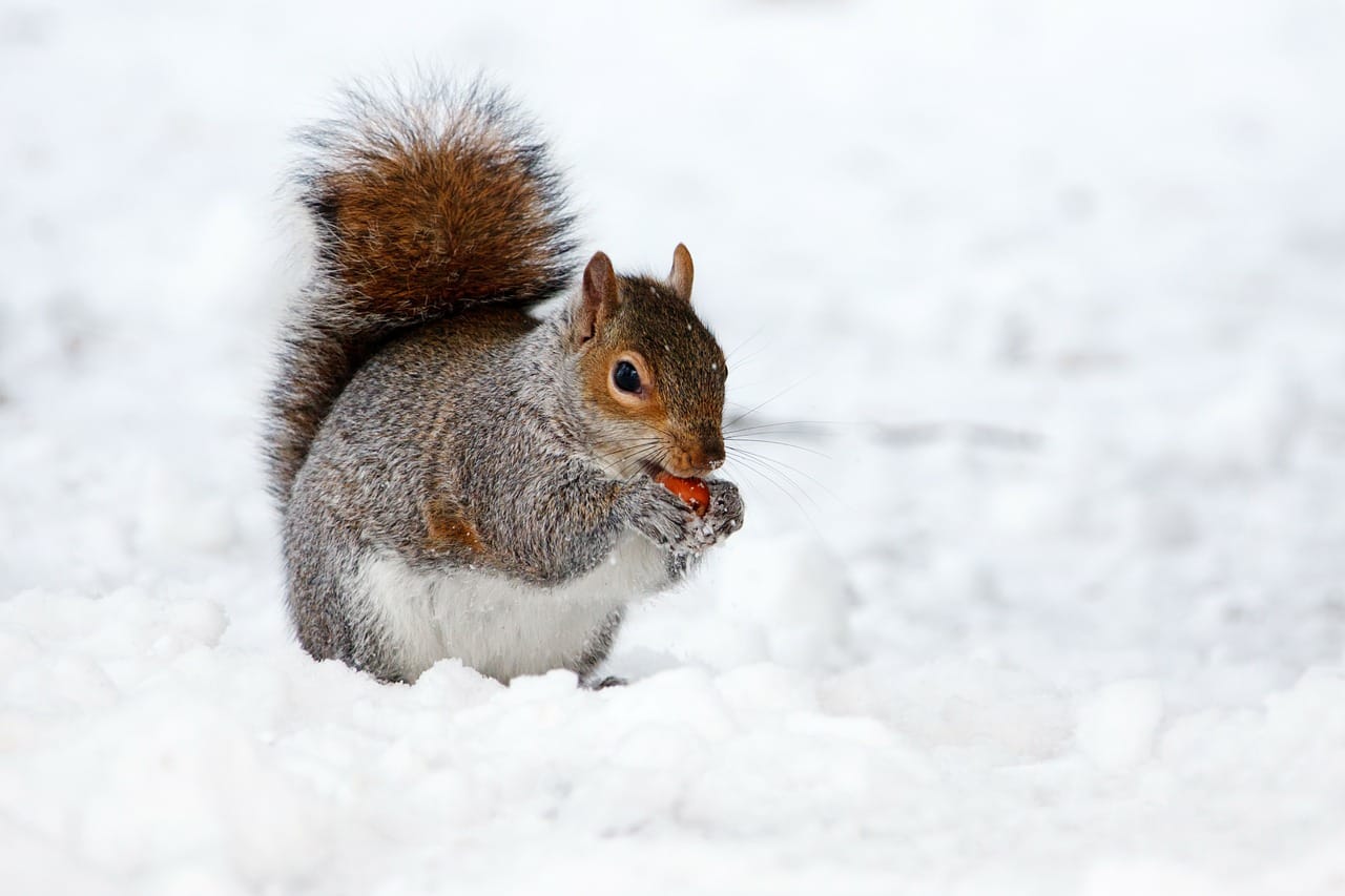 What Damage Can Squirrels Cause to Your Property Wildlifeshield.ca