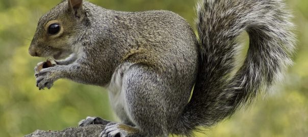 What Damage Can Squirrels Do in the Attic