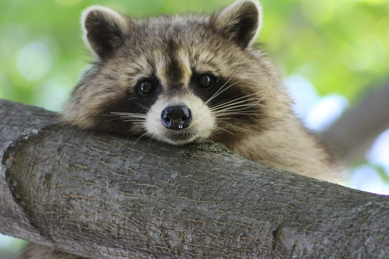 What Do Raccoons Eat In The City - Wildlifeshield.ca