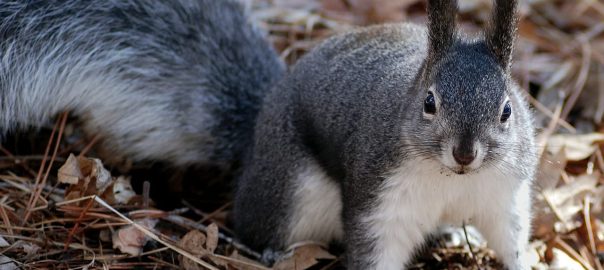 What Do Squirrels Do In Attics