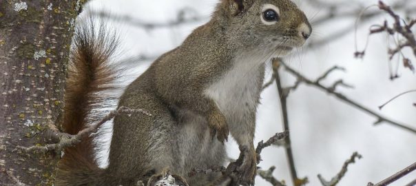 what home remedy keeps squirrels