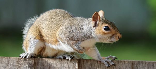 What Home Remedy Keeps Squirrels Away