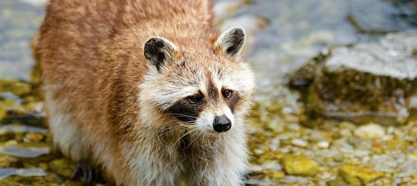 How to Keep Raccoons Off My Deck