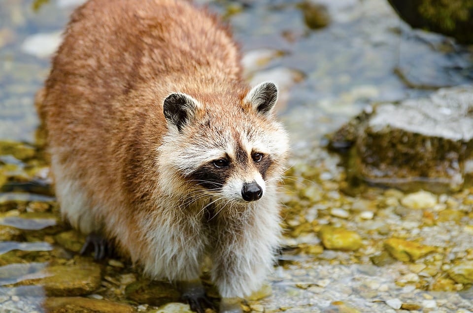 How To Keep Raccoons Off My Deck Wildlifeshield Ca