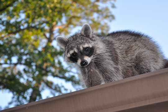 Malvern Raccoon on roof