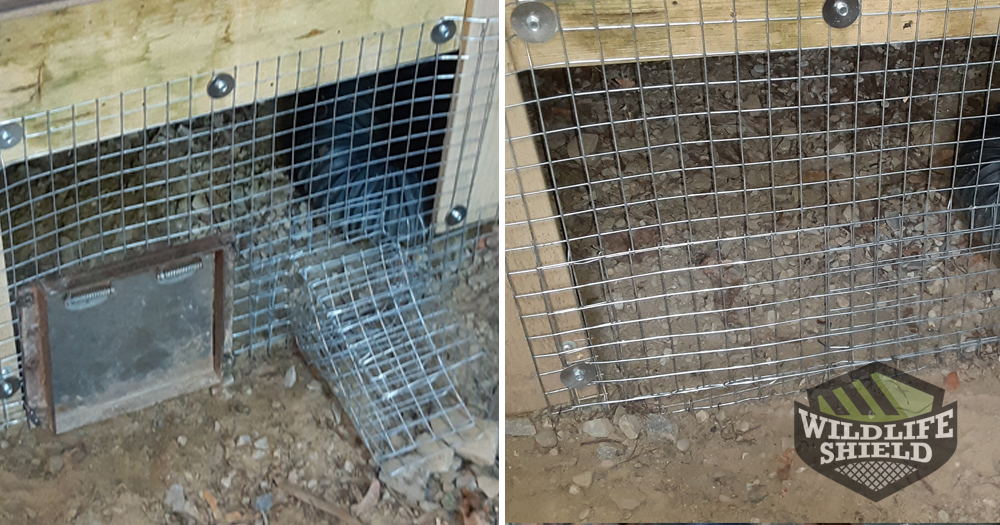 Case Study: Raccoons Dirty Shed with Feces - Wildlifeshield.ca