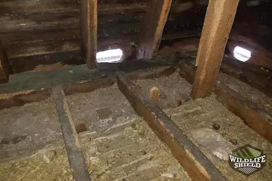 Guelph Squirrel Holes in Attic