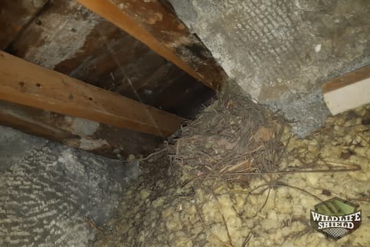 Guelph Squirrel Nest Attic