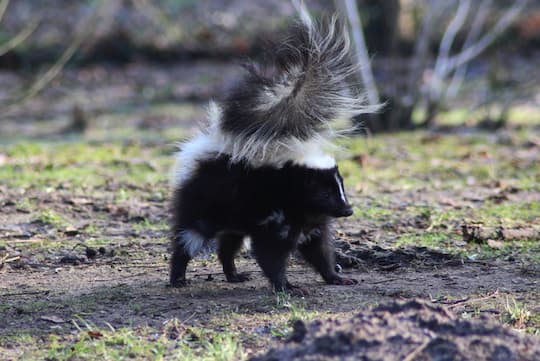 skunk removal Toronto